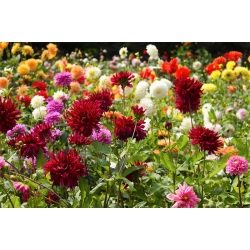 DAHLİA KARIŞIK RENKLİ